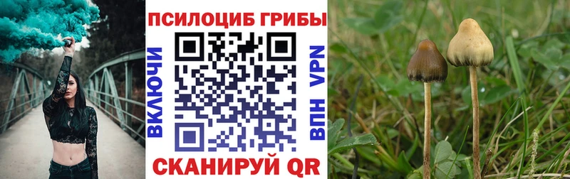 Купить где  Давлеканово  Псилоцибиновые грибы мицелий 