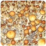 Псилоцибиновые (галлюциногенные)  грибы Psilocybin "Golden Teacher" в Давлеканово